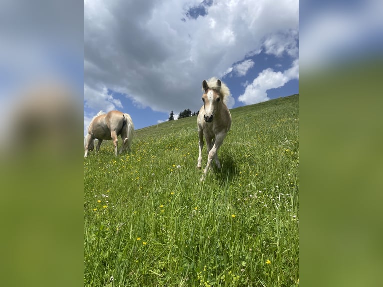 Haflinger Jument Poulain (03/2025) Alezan in Kolsassberg