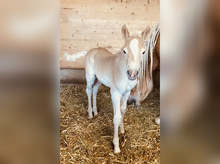 Haflinger Jument Poulain (03/2025) Alezan in Kolsassberg