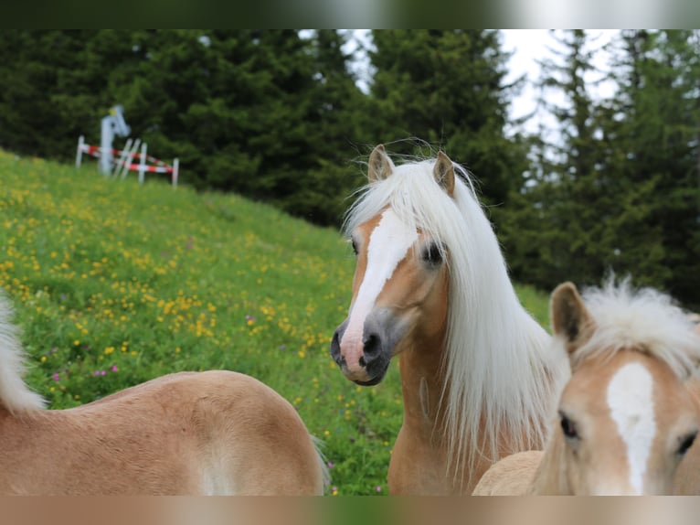 Haflinger Jument Poulain (03/2025) Alezan in Kolsassberg