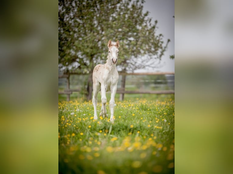 Haflinger Jument Poulain (04/2024) Alezan in Karlsbad