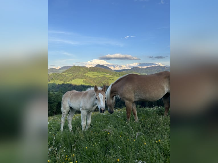 Haflinger Jument  Alezan in Großraming