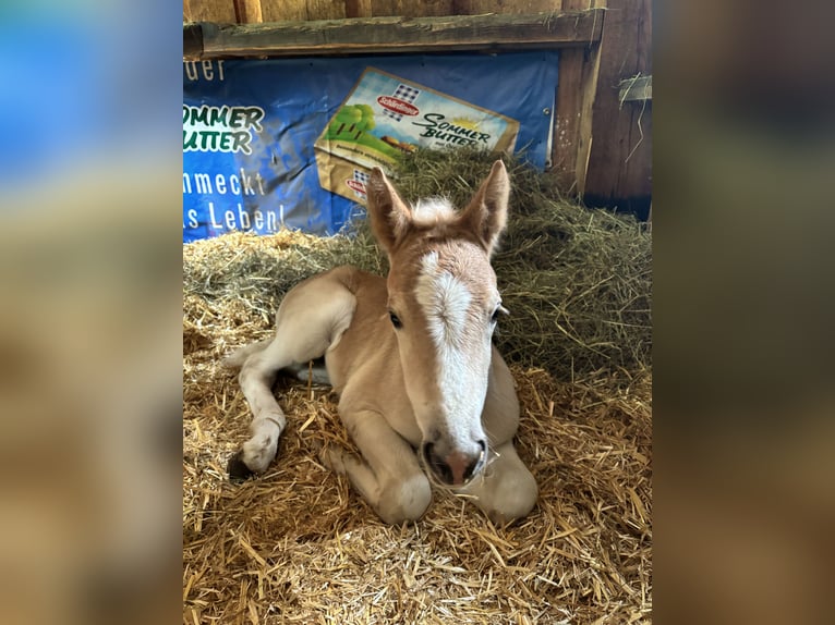 Haflinger Jument  Alezan in Großraming