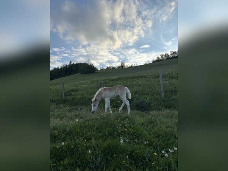 Haflinger Jument  Alezan in Großraming