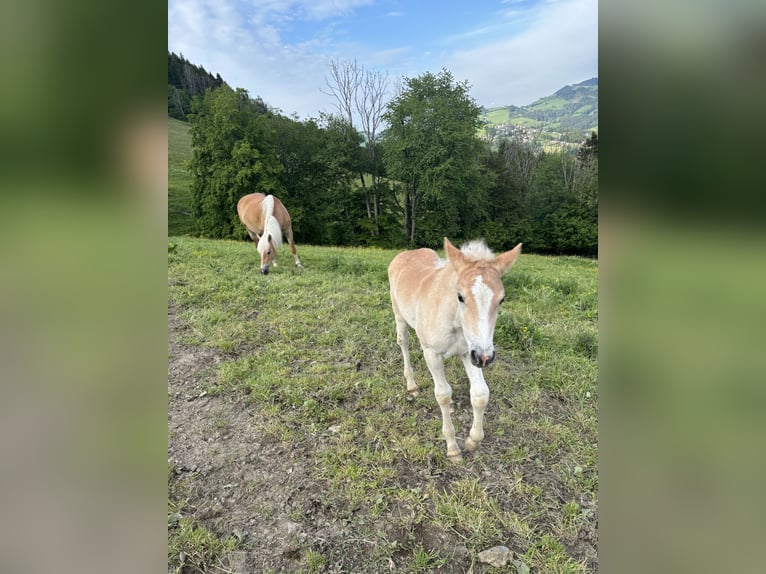 Haflinger Jument  Alezan in Großraming