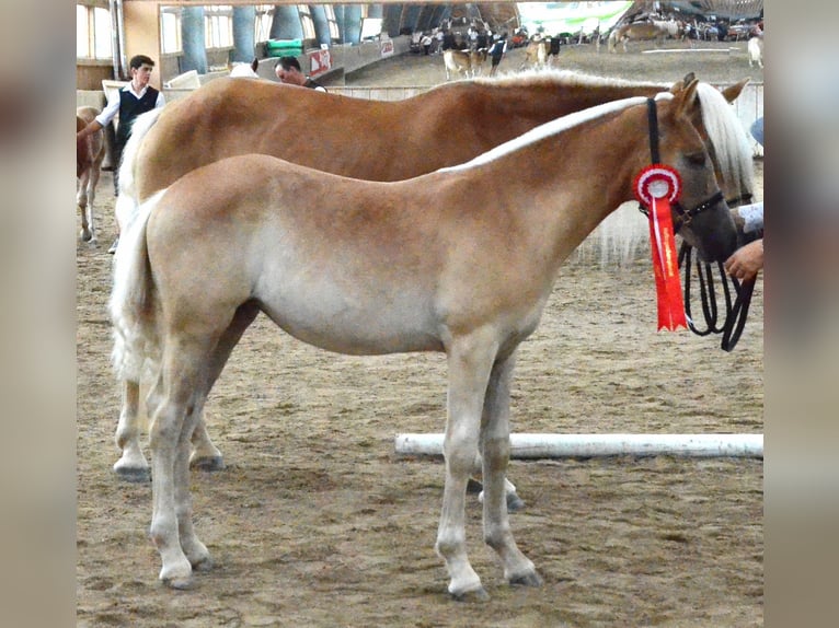 Haflinger Jument Poulain (04/2024) Alezan in Torren