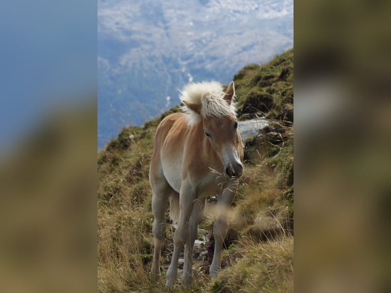 Haflinger Jument Poulain (03/2025) Alezan in Gro&#xDF;arl