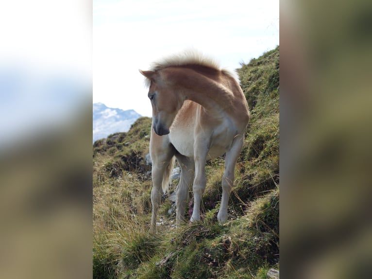 Haflinger Jument Poulain (03/2025) Alezan in Gro&#xDF;arl