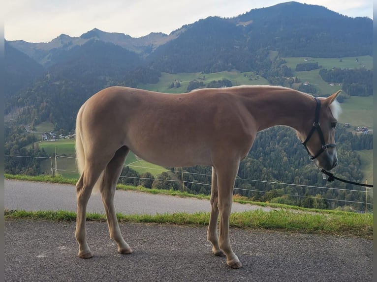 Haflinger Jument Poulain (03/2026) Alezan in Raggal
