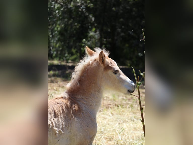 Haflinger Jument Poulain (04/2026) Alezan in Nova Siri