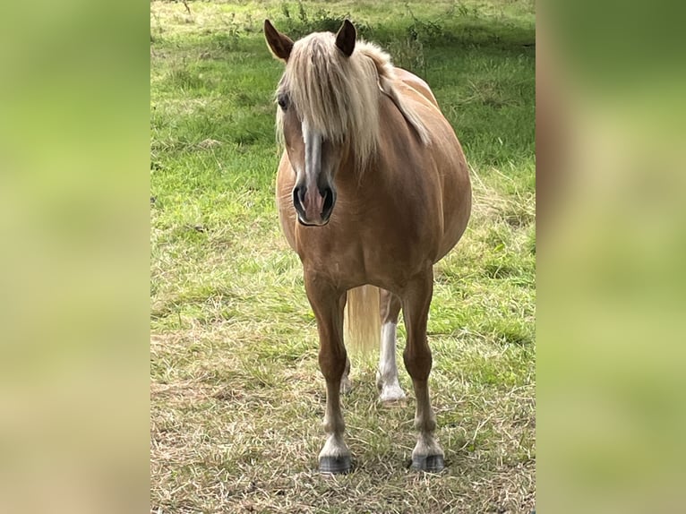 Haflinger Mare 10 years 13,3 hh in Norderstedt