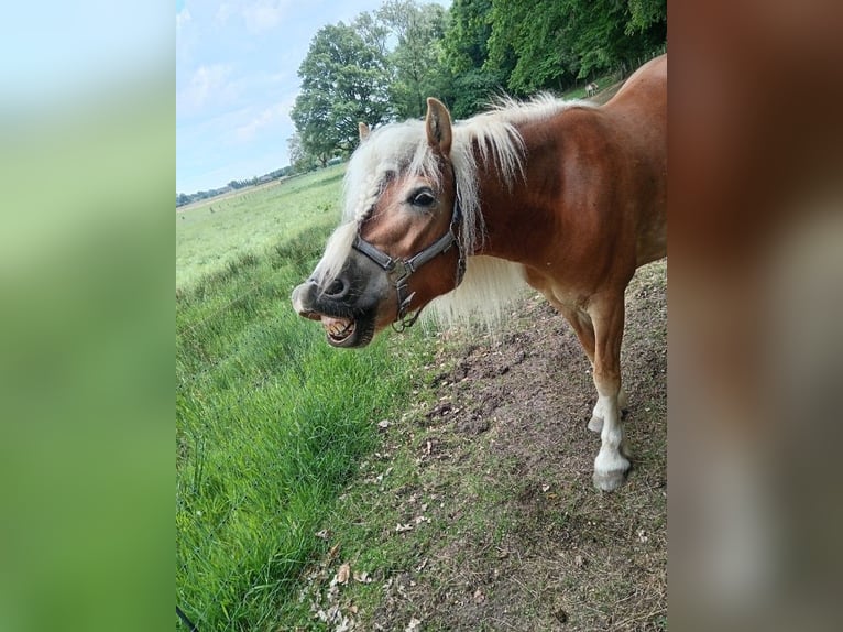 Haflinger Mare 10 years 14.1 hh Chestnut-Red in Rees