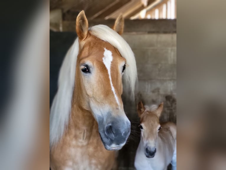 Haflinger Mare 10 years 14,1 hh Chestnut-Red in Meinerzhagen