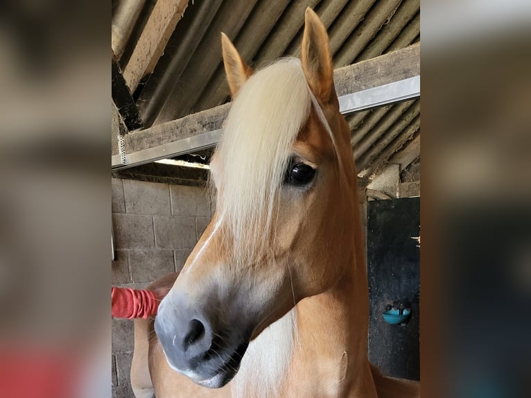 Haflinger Mare 10 years 14,1 hh Chestnut-Red in Meinerzhagen