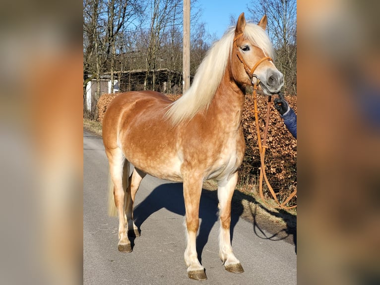 Haflinger Mare 10 years 14,1 hh Chestnut-Red in Meinerzhagen