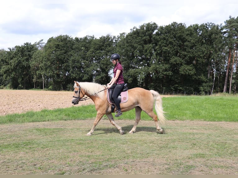 Haflinger Mare 10 years 14,1 hh Chestnut-Red in Michelau in Oberfranken