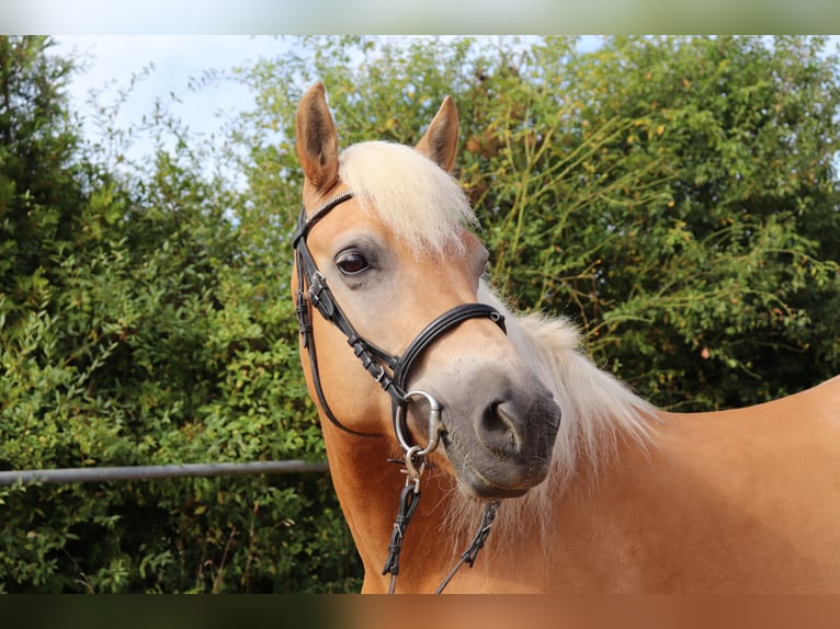 Haflinger Mare 10 years 14,1 hh Chestnut-Red in Michelau in Oberfranken