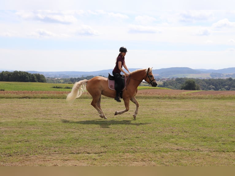 Haflinger Mare 10 years 14,1 hh Chestnut-Red in Michelau in Oberfranken