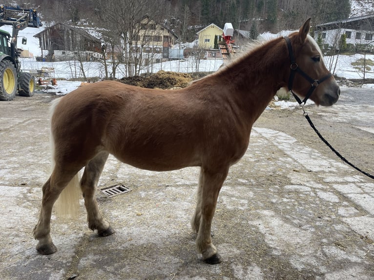 Haflinger charisma on sale