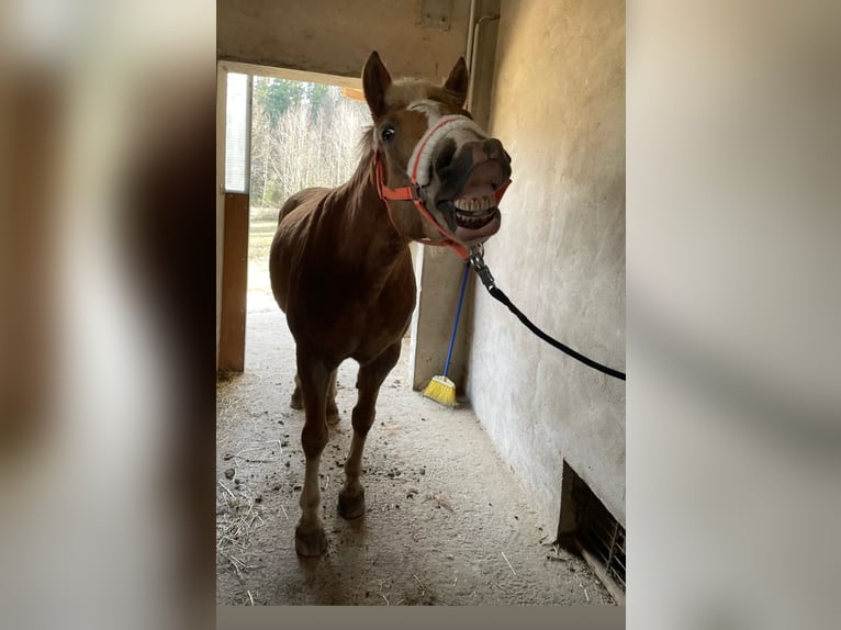 Haflinger Mare 10 years 14.2 hh Chestnut-Red in Andorf