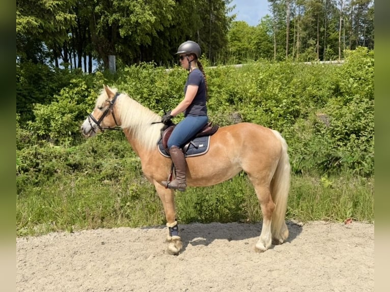 Haflinger Mare 10 years 14.2 hh Chestnut-Red in Pelmberg
