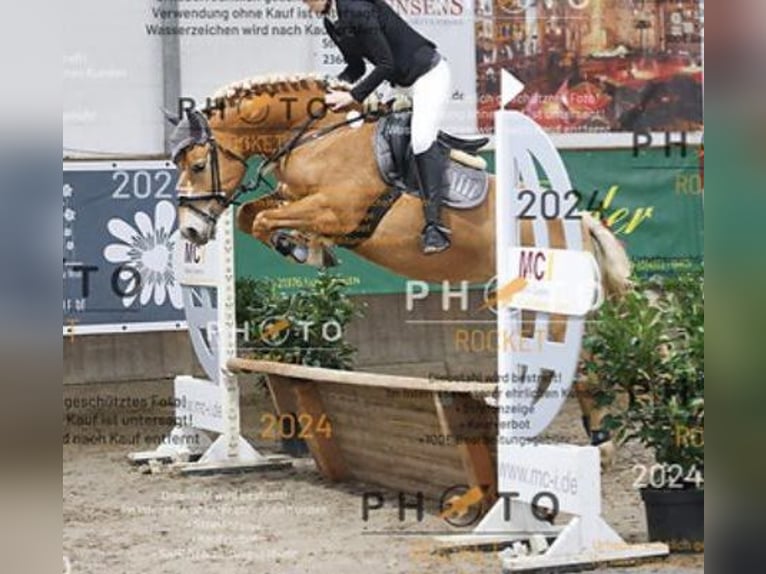 Haflinger Mare 10 years 14.2 hh Chestnut-Red in Kasseedorf