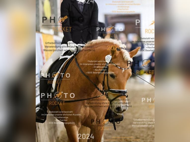 Haflinger Mare 10 years 14.2 hh Chestnut-Red in Kasseedorf