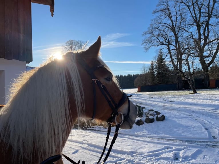 Haflinger Mix Mare 10 years 14.2 hh Chestnut-Red in Warngau