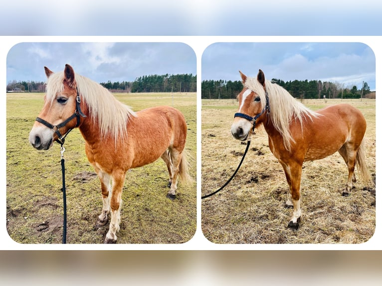 Haflinger Mare 10 years 14,2 hh Cremello in Grobiņa