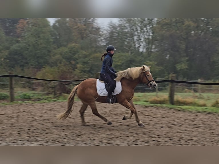 Haflinger Mare 10 years 14,3 hh Chestnut-Red in Mülheim an der Ruhr