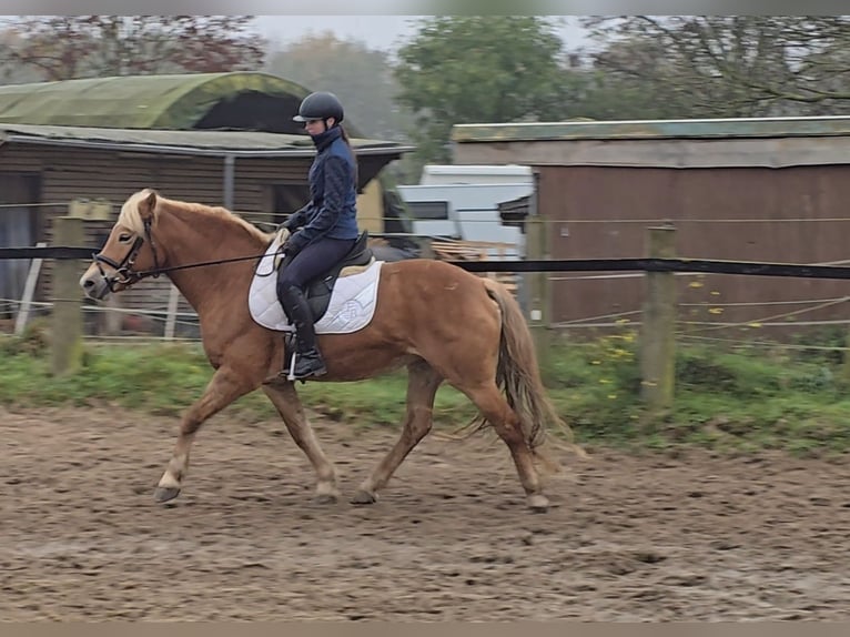 Haflinger Mare 10 years 14,3 hh Chestnut-Red in Mülheim an der Ruhr