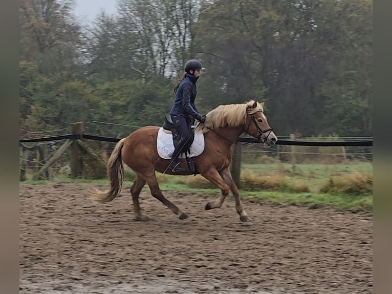 Haflinger Mare 10 years 14,3 hh Chestnut-Red in Mülheim an der Ruhr