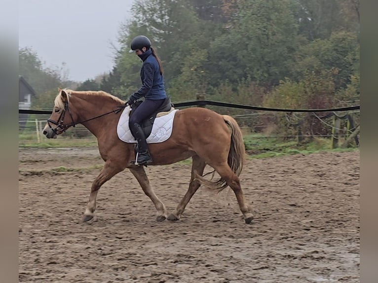 Haflinger Mare 10 years 14,3 hh Chestnut-Red in Mülheim an der Ruhr