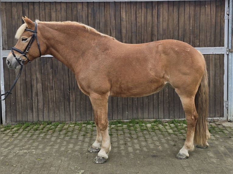 Haflinger Mare 10 years 14,3 hh Chestnut-Red in Mülheim an der Ruhr