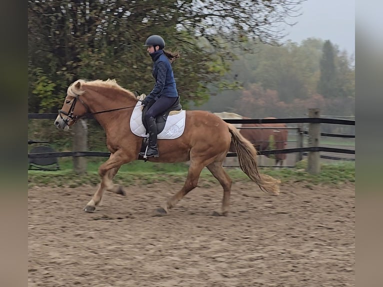 Haflinger Mare 10 years 14,3 hh Chestnut-Red in Mülheim an der Ruhr