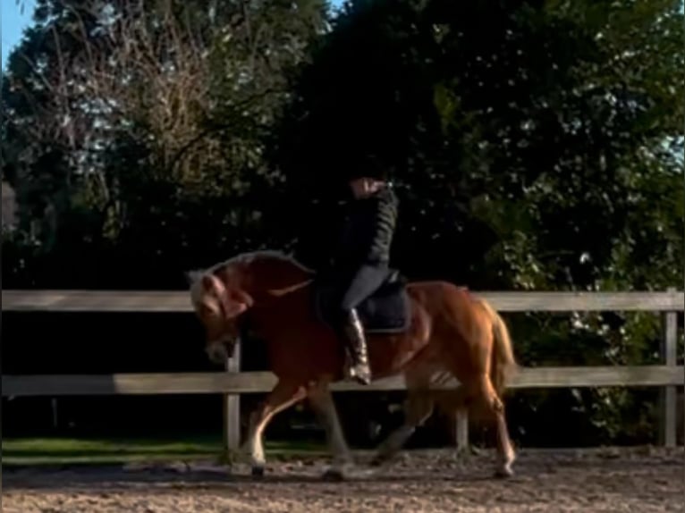 Haflinger Mare 10 years 14,3 hh Dun in Borod