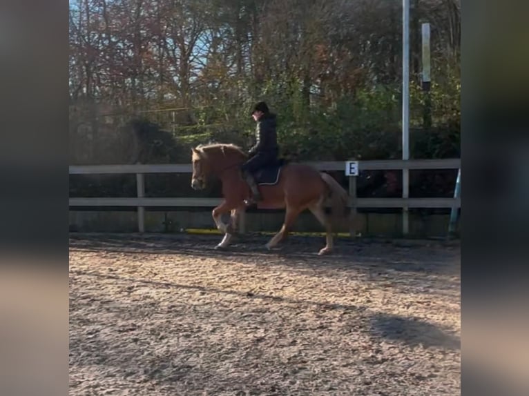 Haflinger Mare 10 years 14,3 hh Dun in Borod