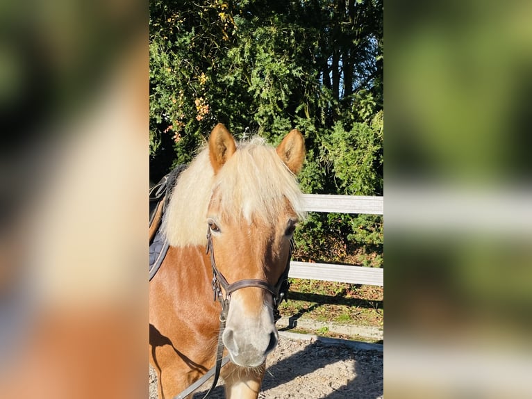 Haflinger Mare 10 years 14,3 hh Dun in Borod