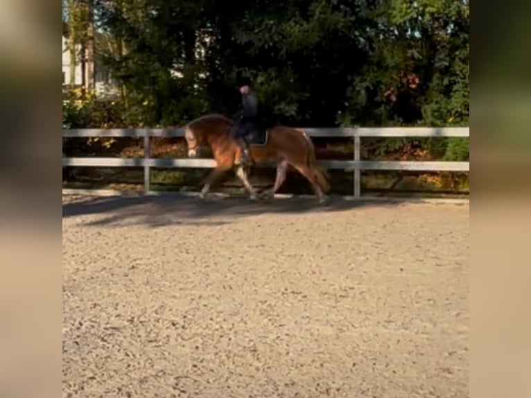 Haflinger Mare 10 years 14,3 hh Dun in Borod