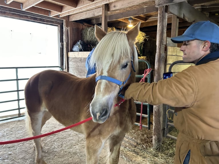 Haflinger Mare 10 years 14 hh Palomino in Lesagelesage