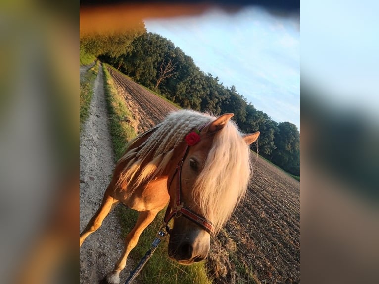 Haflinger Mare 10 years 14,1 hh Chestnut-Red in Rees