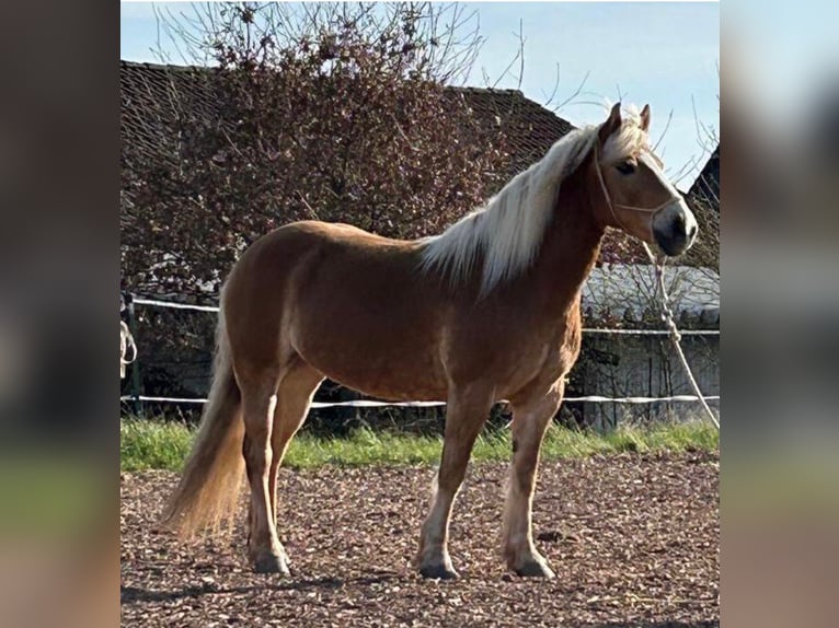 Haflinger Mare 10 years 14,1 hh  in Külbingen