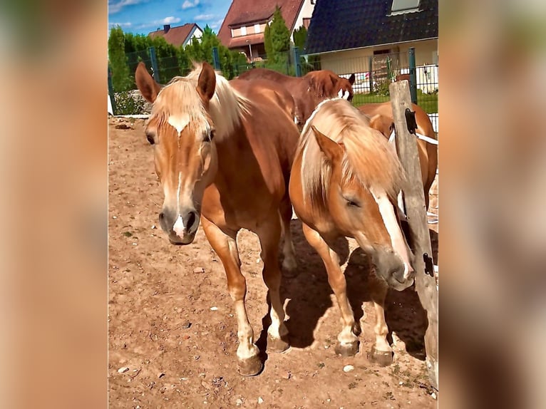 Haflinger Mare 10 years 14,1 hh  in Külbingen