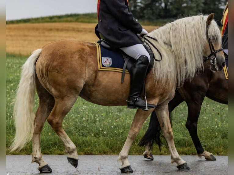 Haflinger Mare 10 years 14,2 hh Chestnut-Red in Aichstetten