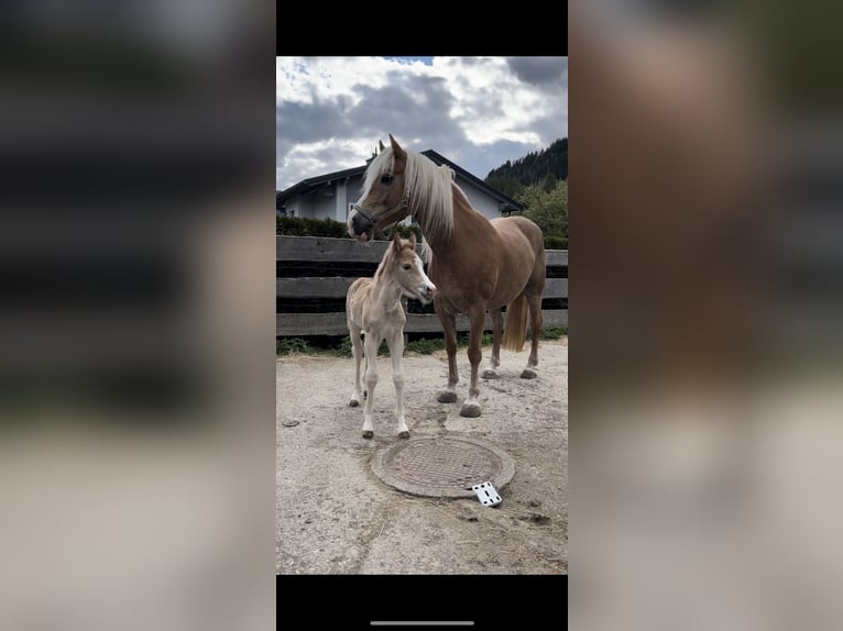 Haflinger Mare 10 years 14,3 hh in Schöder