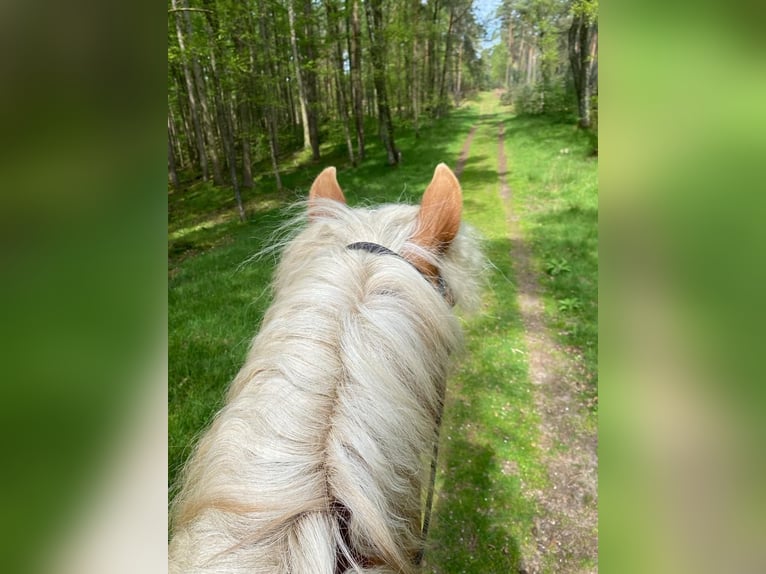 Haflinger Mare 10 years 15,1 hh Chestnut-Red in Dorsten