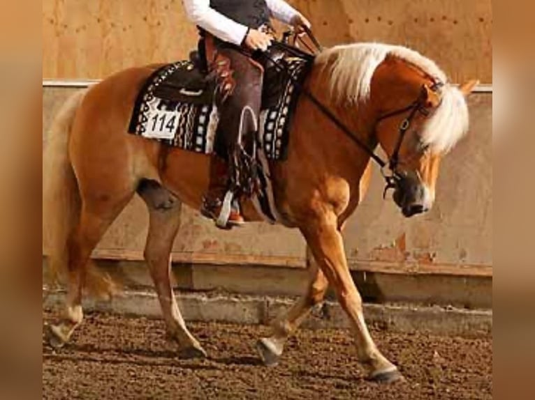 Haflinger Mare 10 years 15,1 hh Chestnut-Red in Dorsten