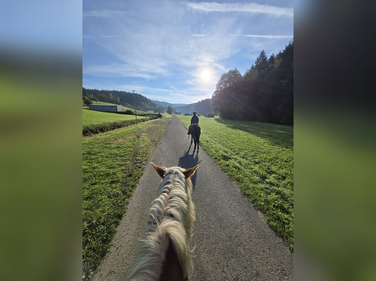 Haflinger Mare 10 years 15,1 hh Chestnut-Red in Balingen