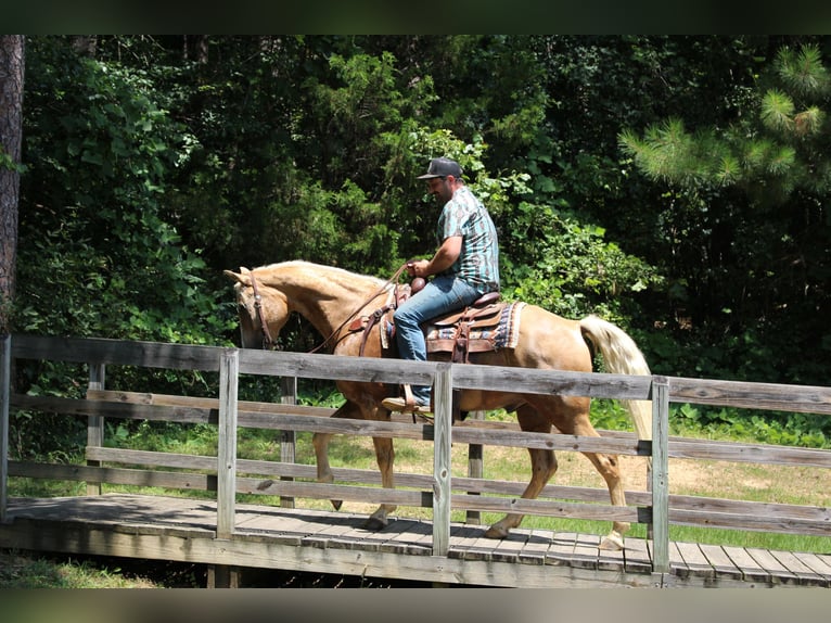 Haflinger Mare 11 years 13,3 hh in Cleveland, TN