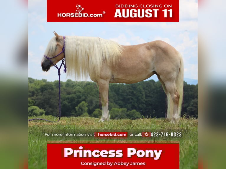 Haflinger Mare 11 years 13,3 hh in Cleveland, TN