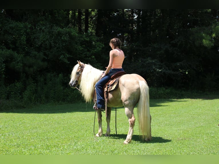 Haflinger Mare 11 years 13,3 hh in Cleveland, TN